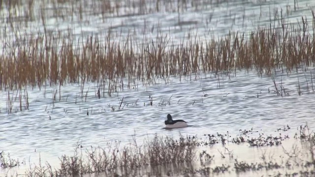 hohol bělavý - ML646585904