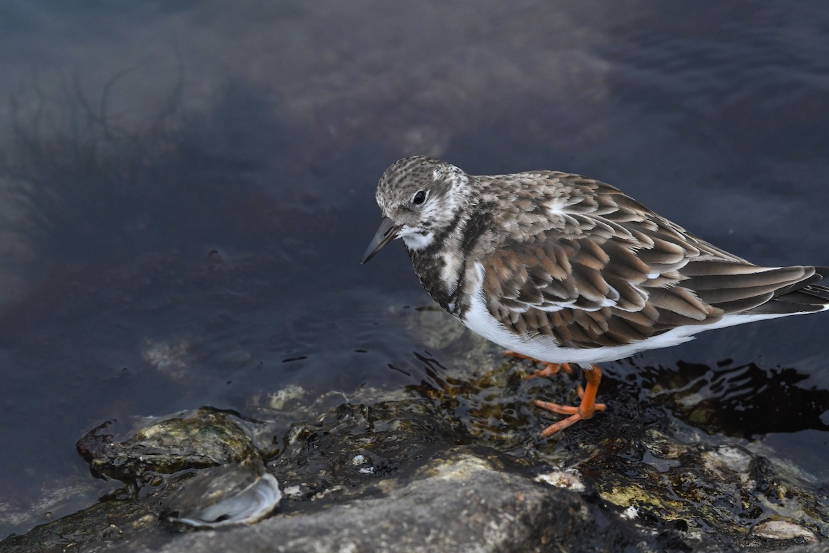 Ruddy Turnstone - ML646585906