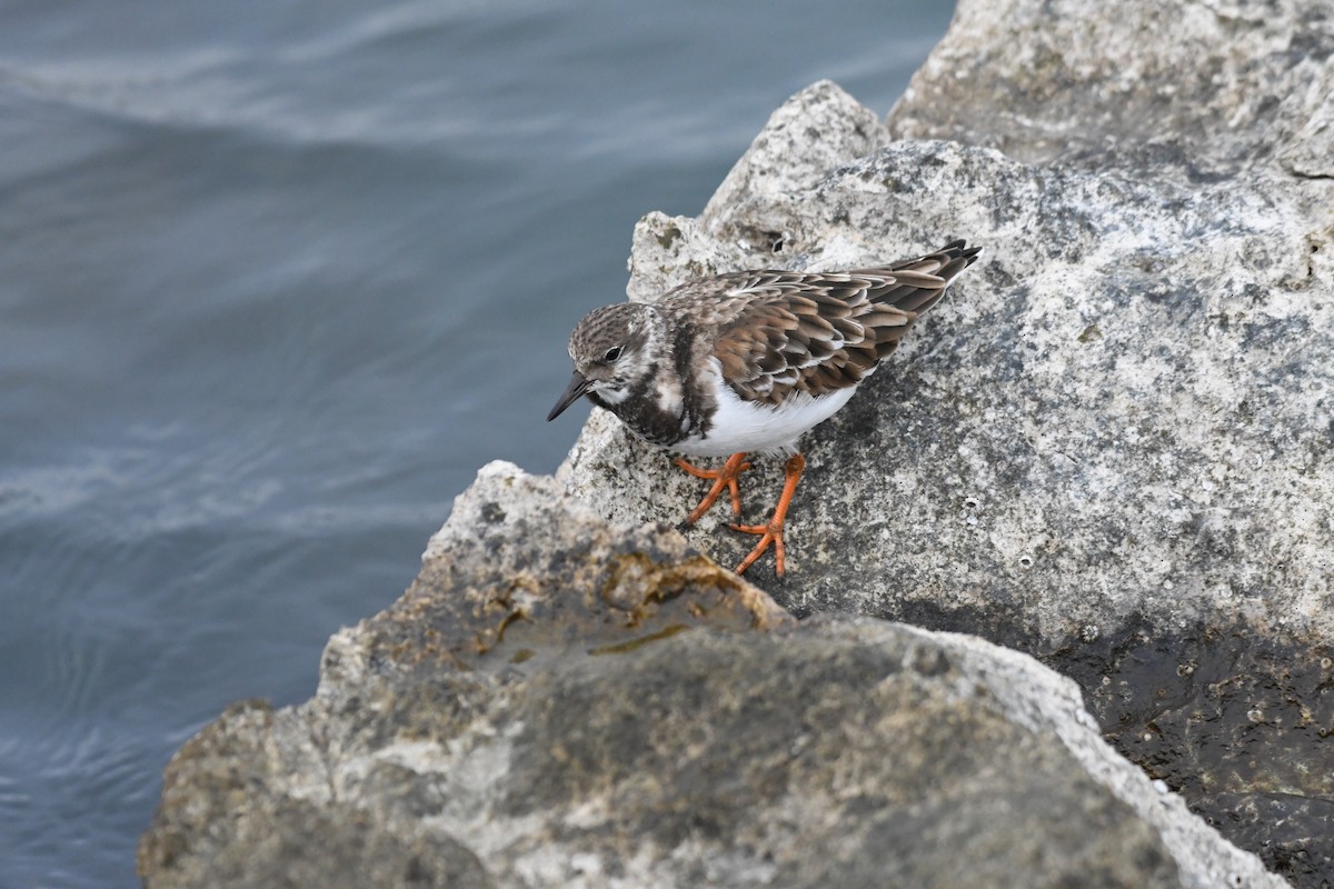 翻石鷸 - ML646585907