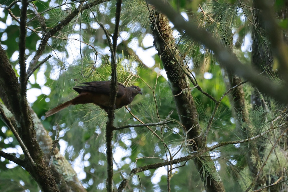 Phasianelle brune - ML646585908