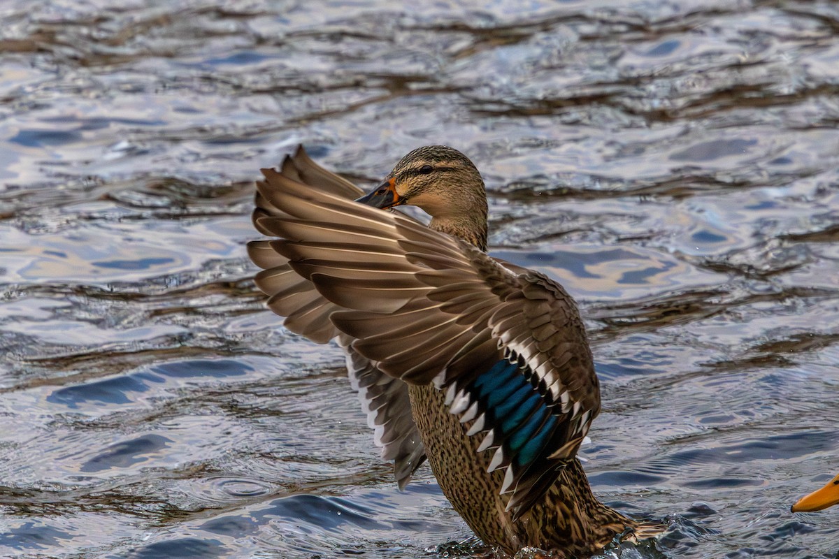 Mallard - ML646585909