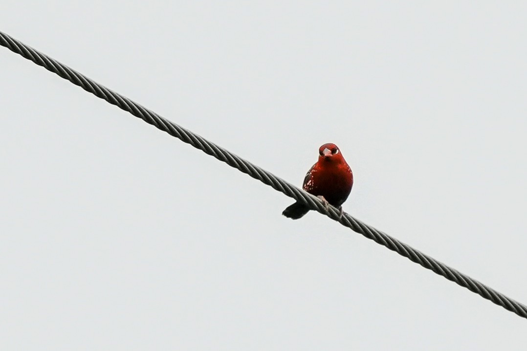 Red Avadavat - ML646585910