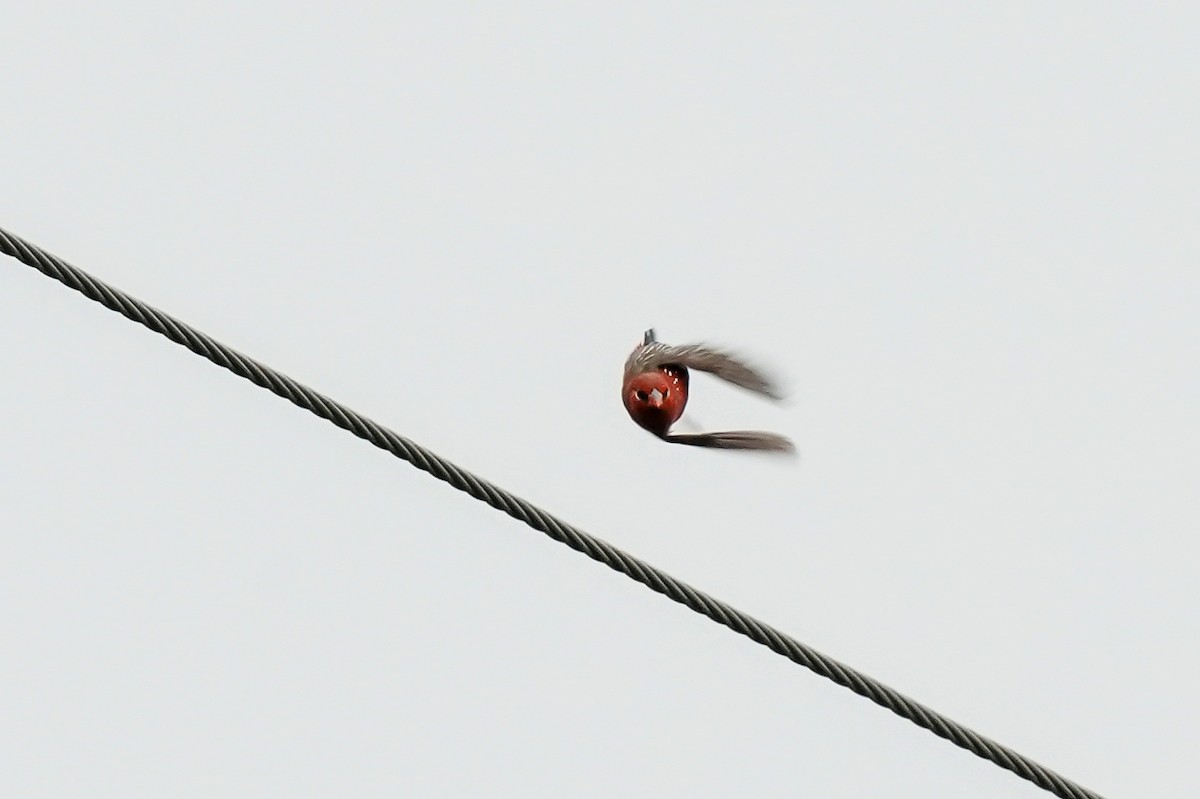 Red Avadavat - ML646585911