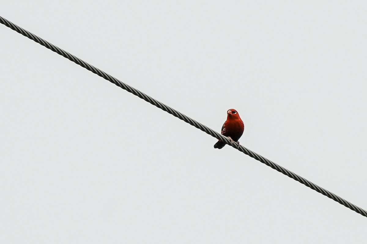 Red Avadavat - ML646585912