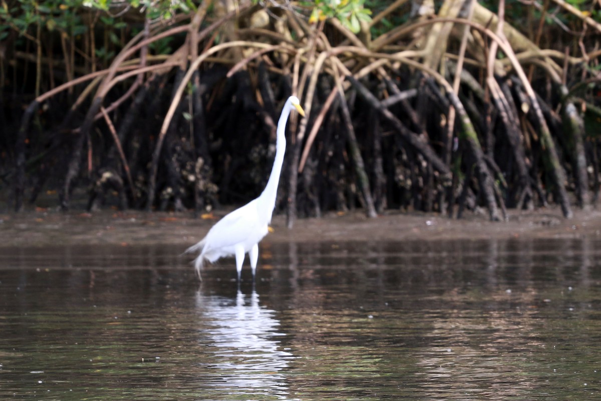 Silberreiher - ML646585919