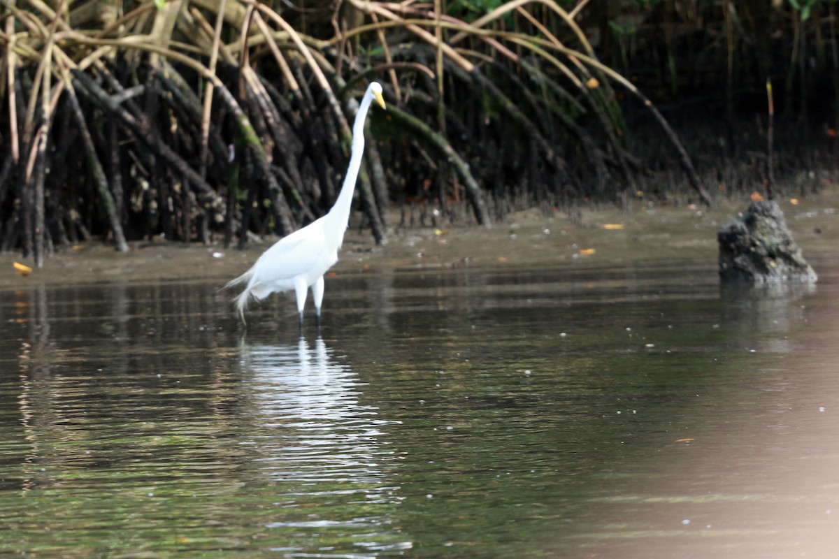 Silberreiher - ML646585920