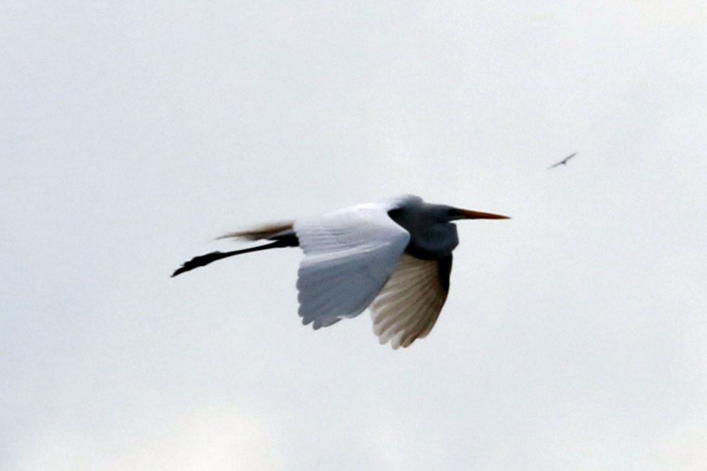 Silberreiher - ML646585921