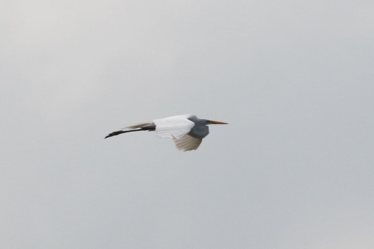 Silberreiher - ML646585922