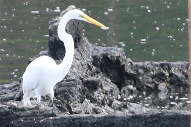 Silberreiher - ML646585923