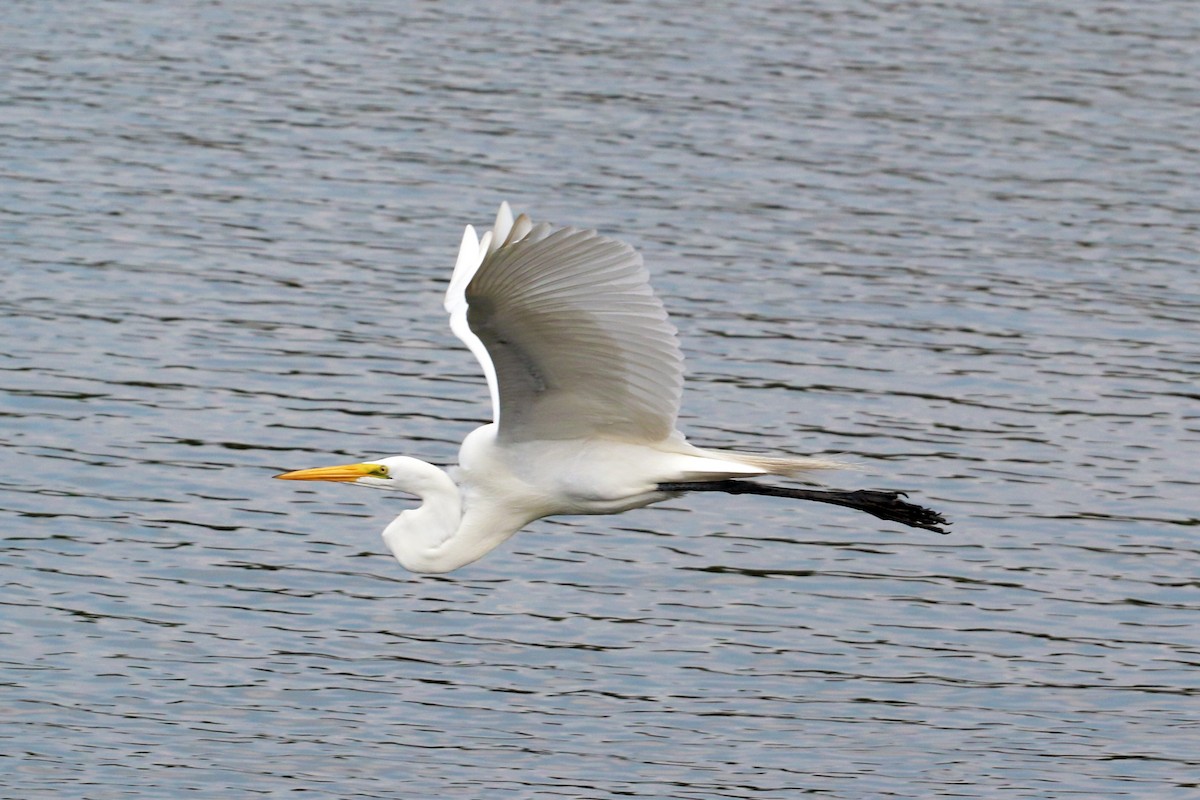 大白鷺 - ML646585924