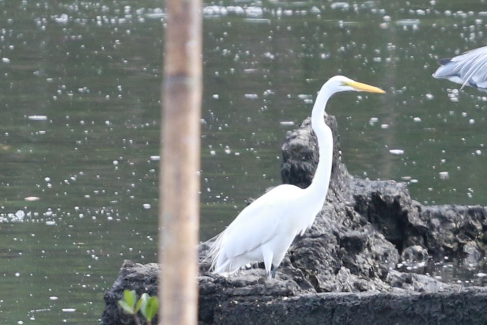 Silberreiher - ML646585925