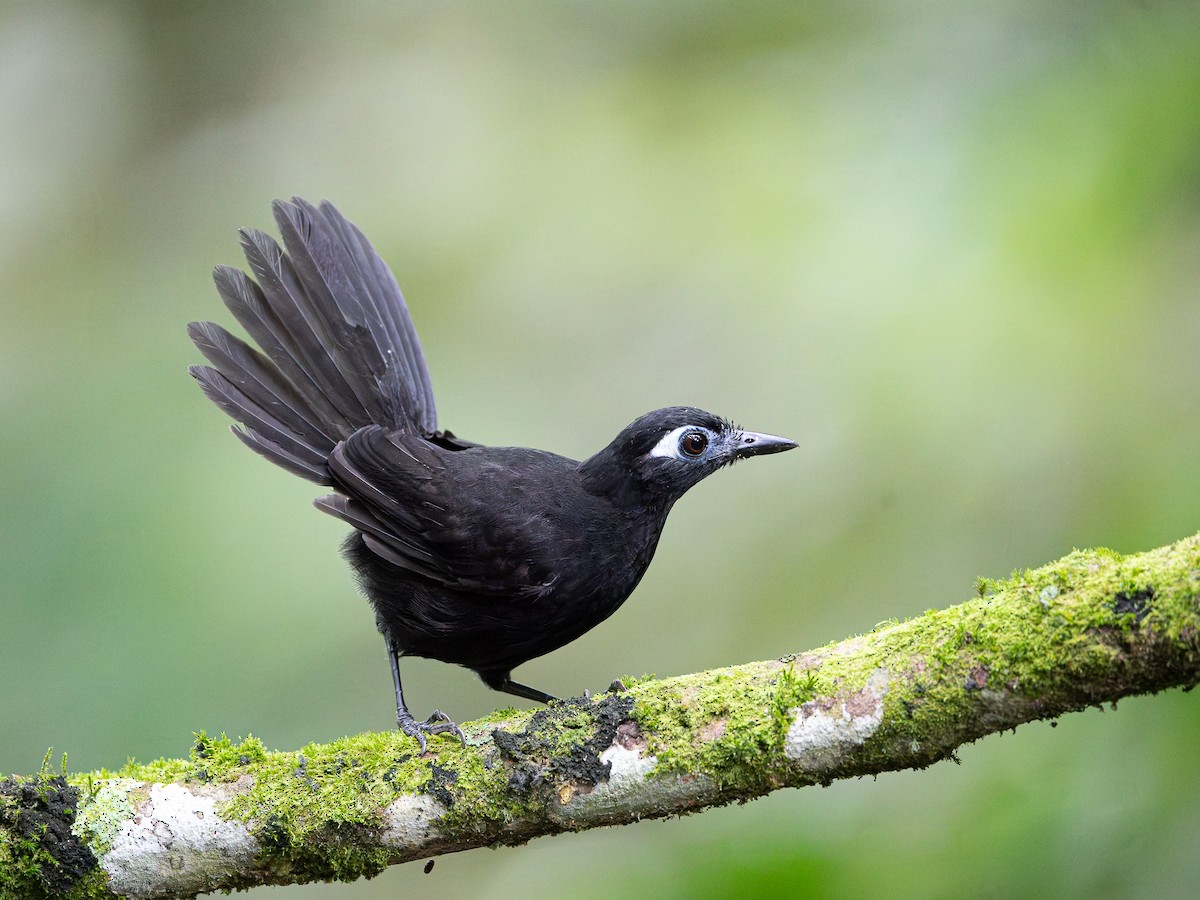 Blue-lored Antbird - ML646585926