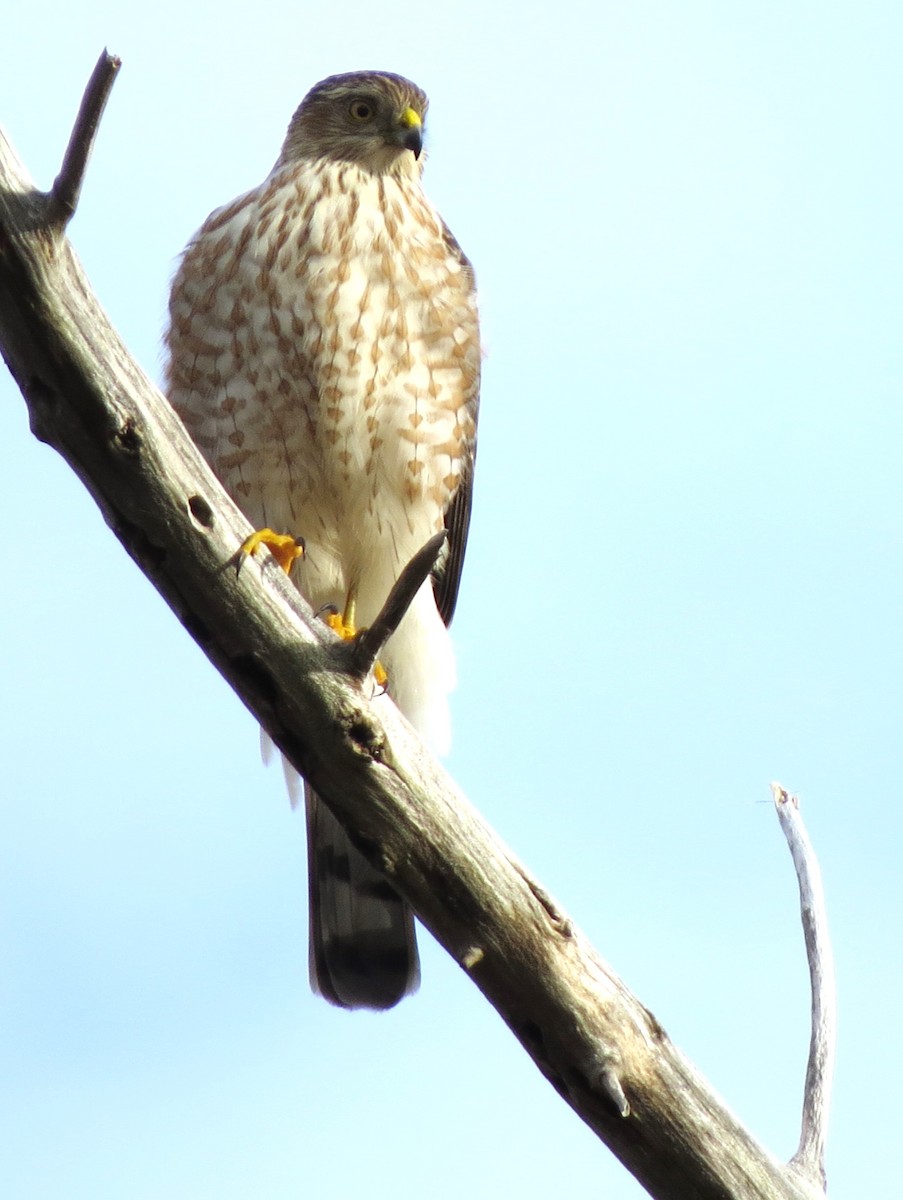 Sharp-shinned Hawk - ML646585927