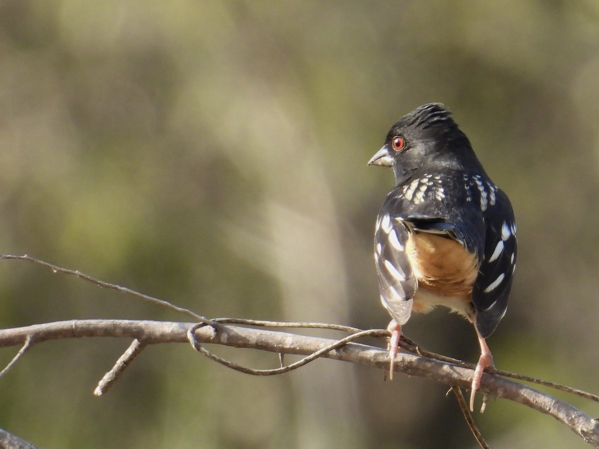 Spotted Towhee - ML646585929