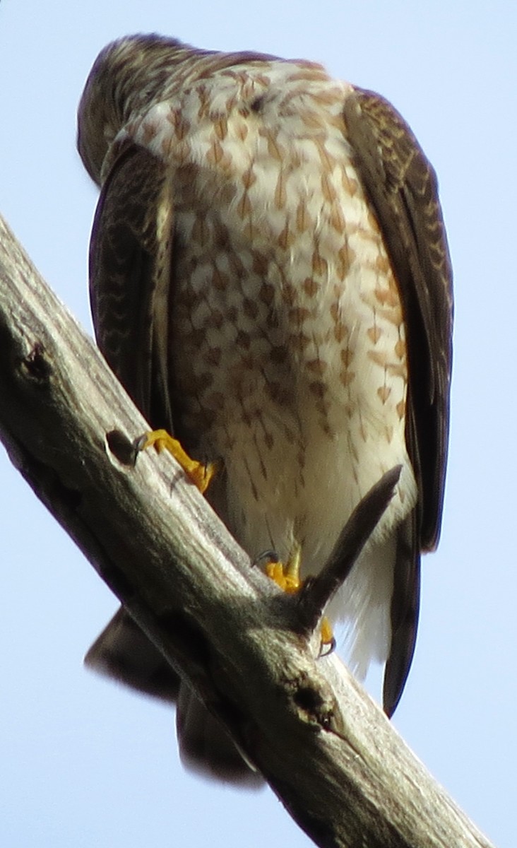 Sharp-shinned Hawk - ML646585932