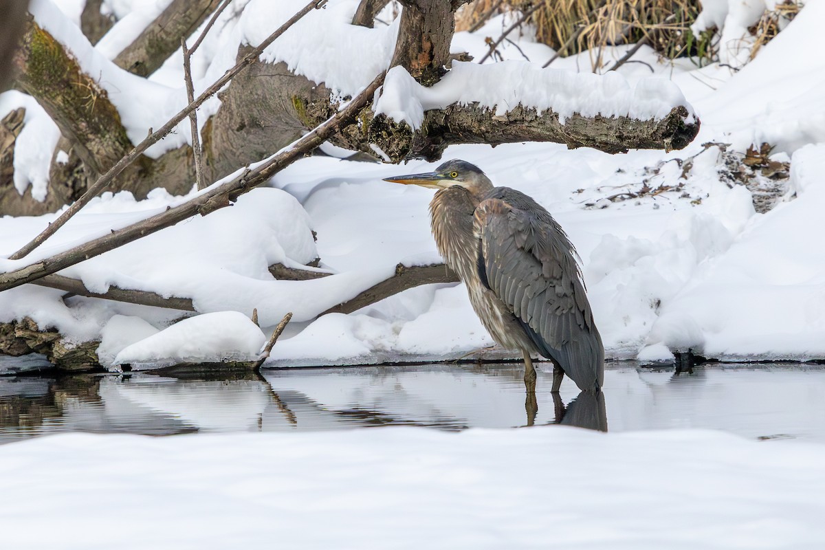 Great Blue Heron - ML646585933