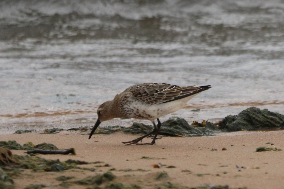 黑腹濱鷸 - ML646585934