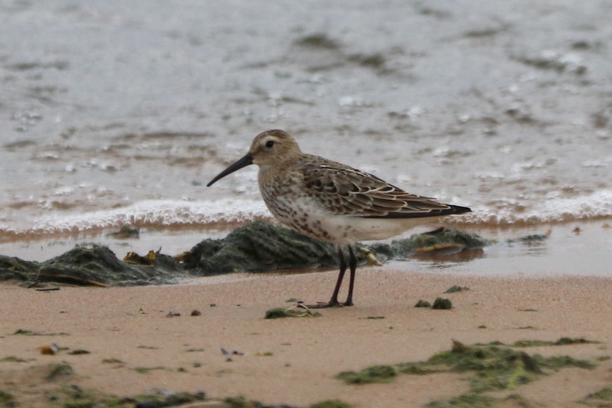 黑腹濱鷸 - ML646585935