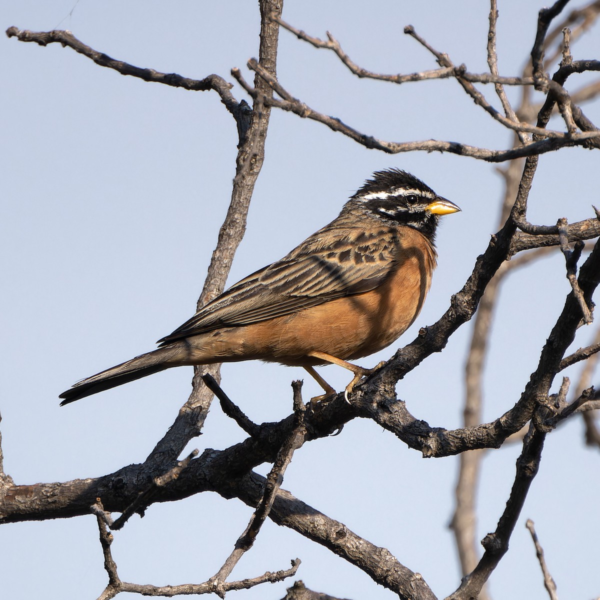 Cinnamon-breasted Bunting - ML646585939