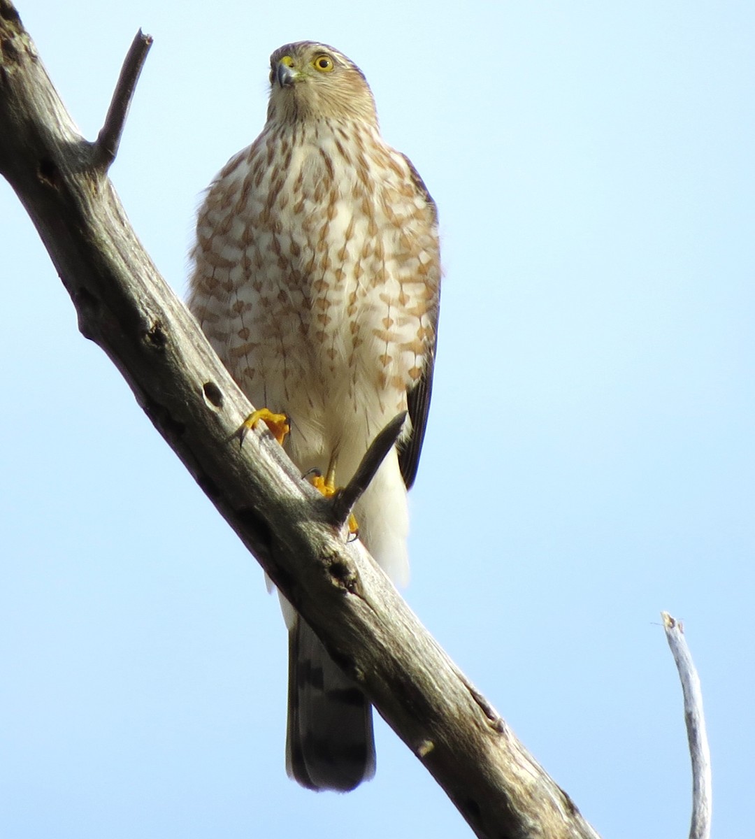 Sharp-shinned Hawk - ML646585940