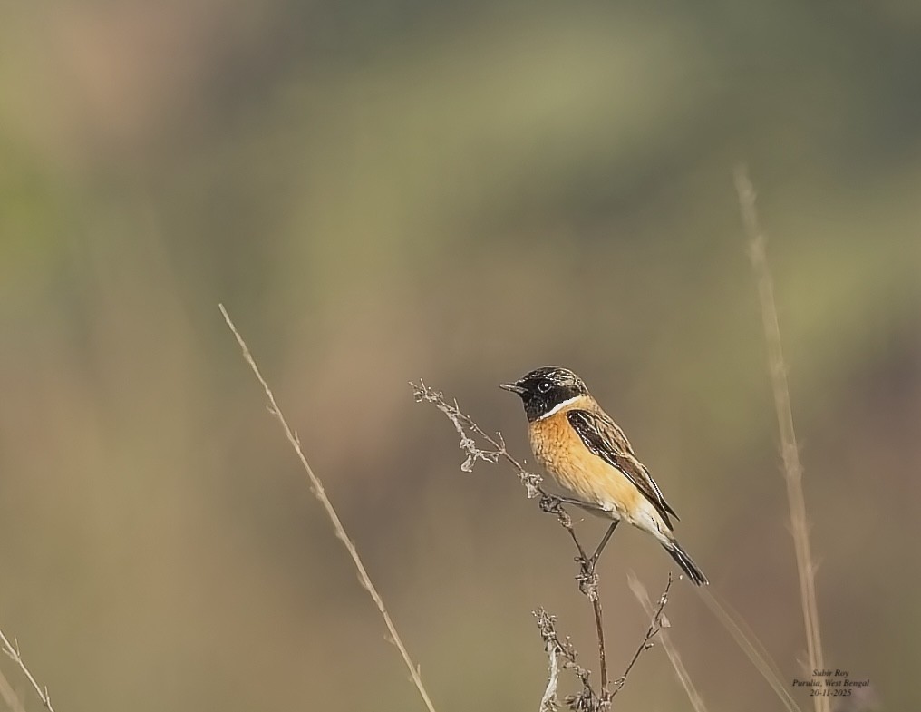 Siberian Stonechat - ML646585948
