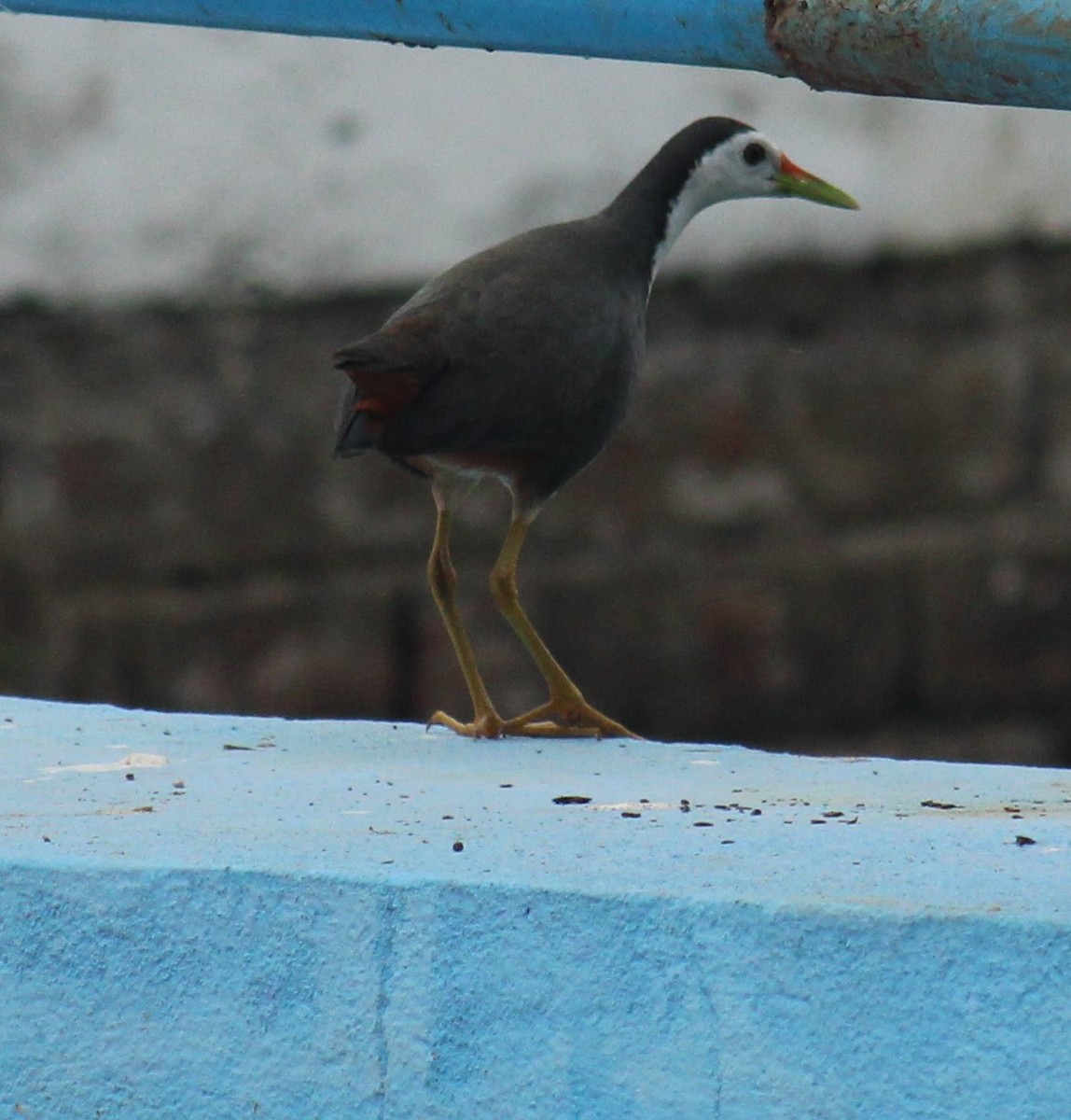 白腹秧雞 - ML646585950