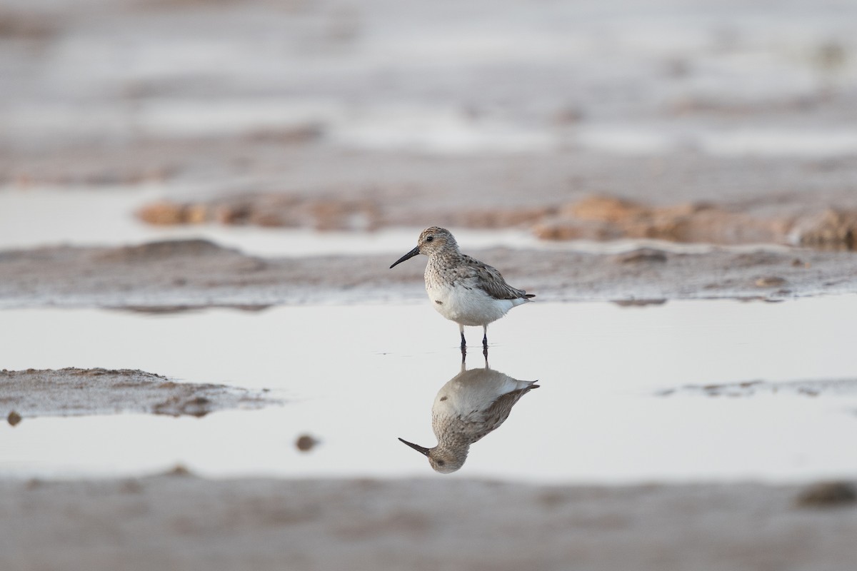 黑腹濱鷸 - ML646585951