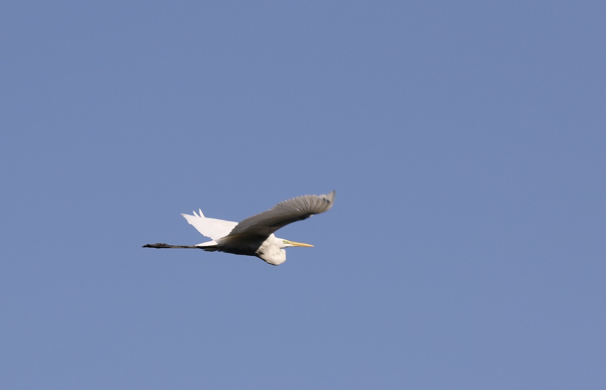 大白鷺 - ML646585952