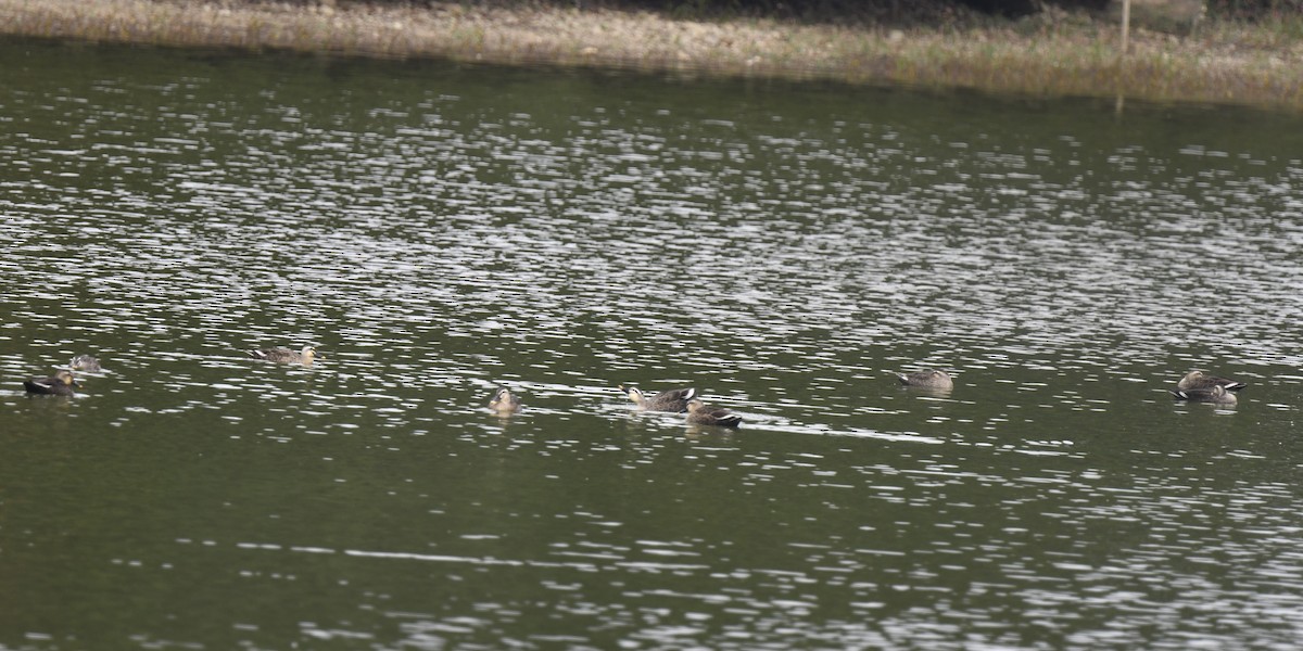 花嘴鴨 - ML646585953