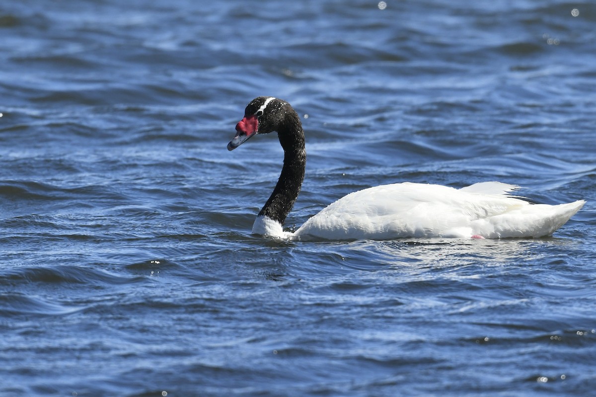 Kara Boyunlu Kuğu - ML646585954