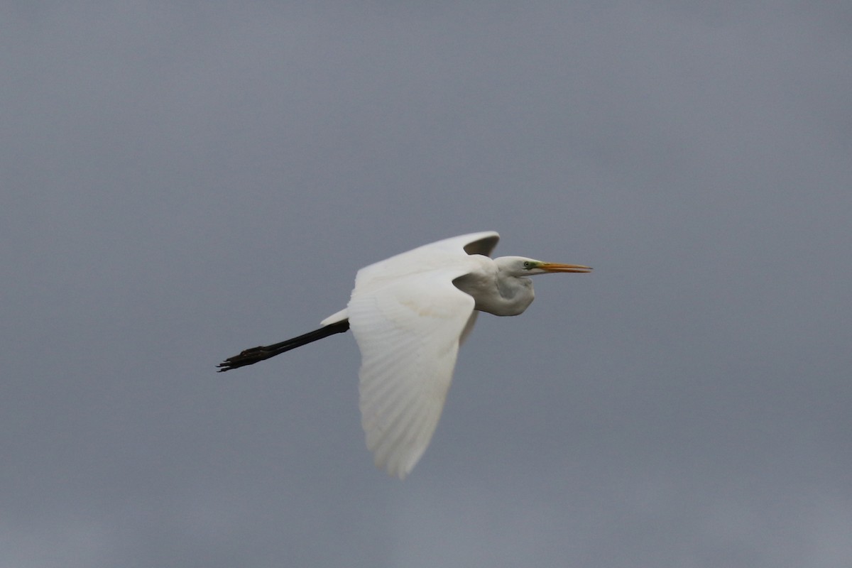 大白鷺(alba) - ML646585955