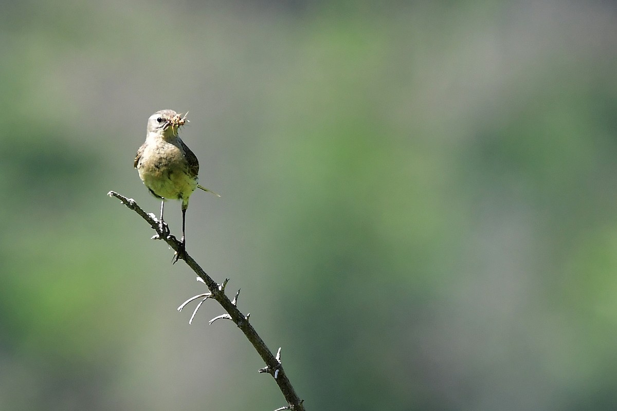 水鷚 - ML646585956