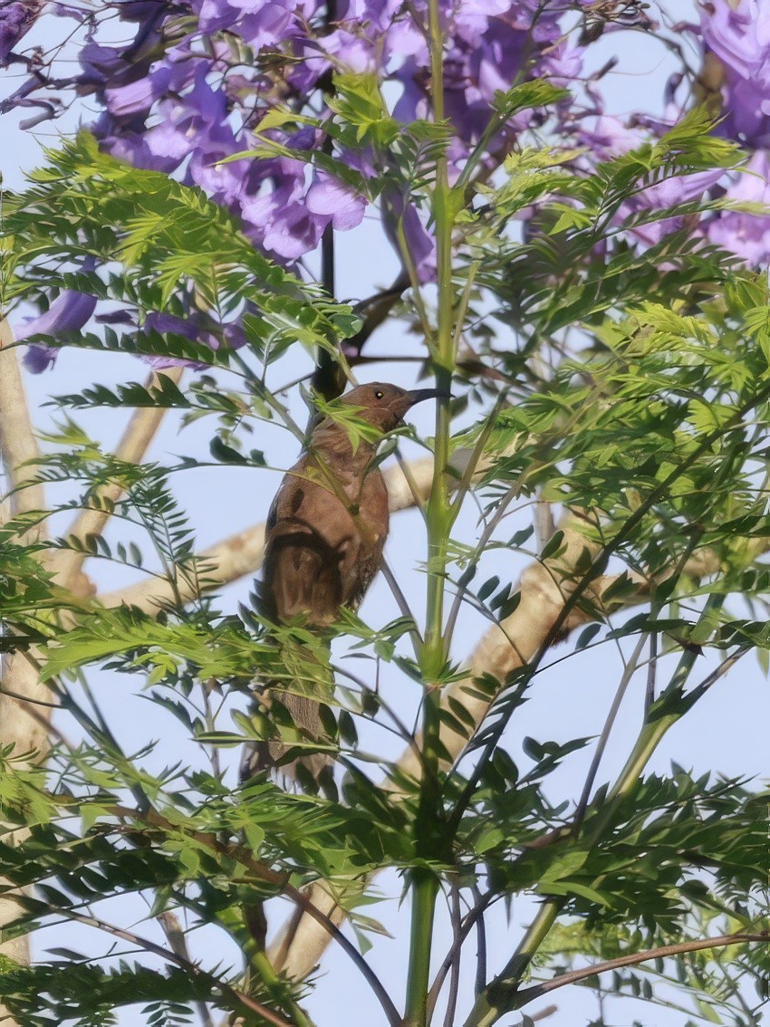 Dusky Myzomela - ML646585957