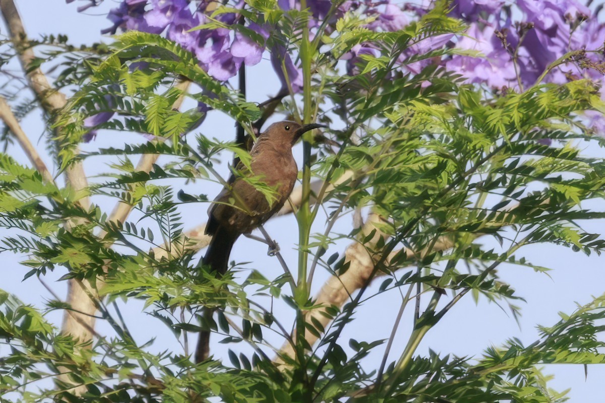 Dusky Myzomela - ML646585958