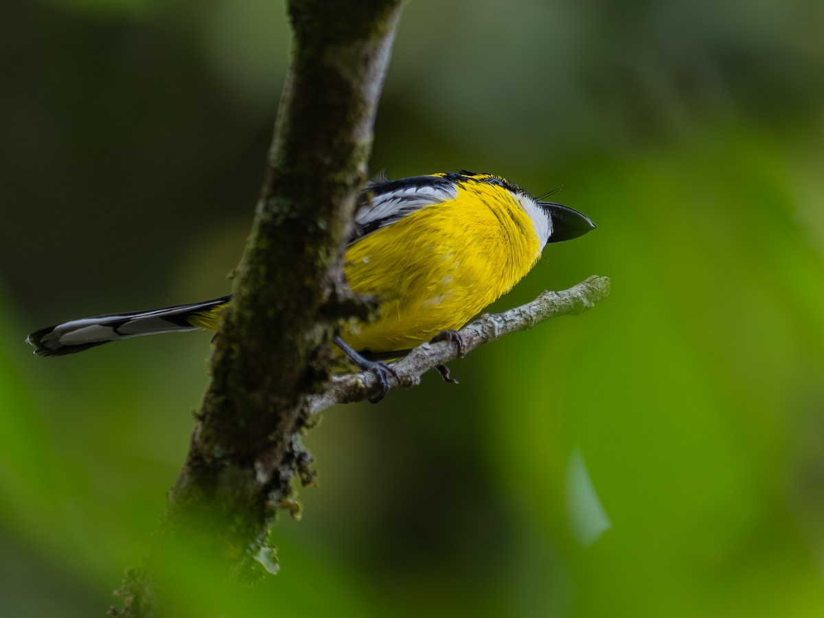Yellow-breasted Boatbill - ML646585959