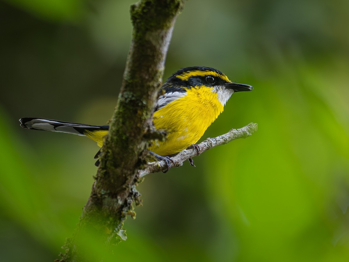 Yellow-breasted Boatbill - ML646585960