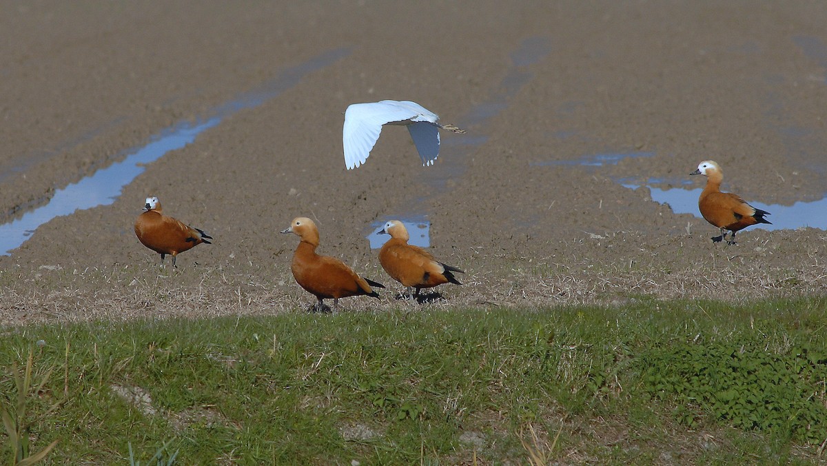 瀆鳧 - ML646585961