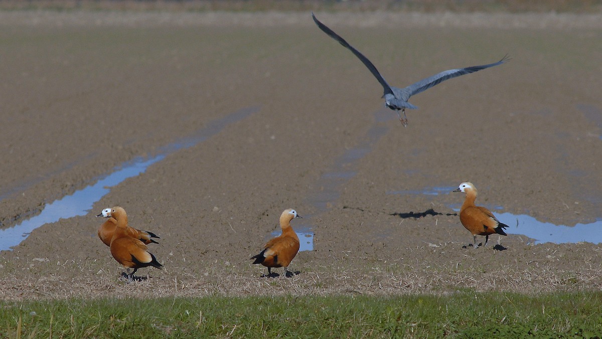 瀆鳧 - ML646585962