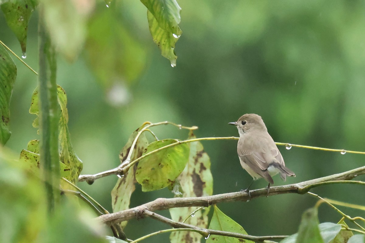 紅喉鶲 - ML646585963