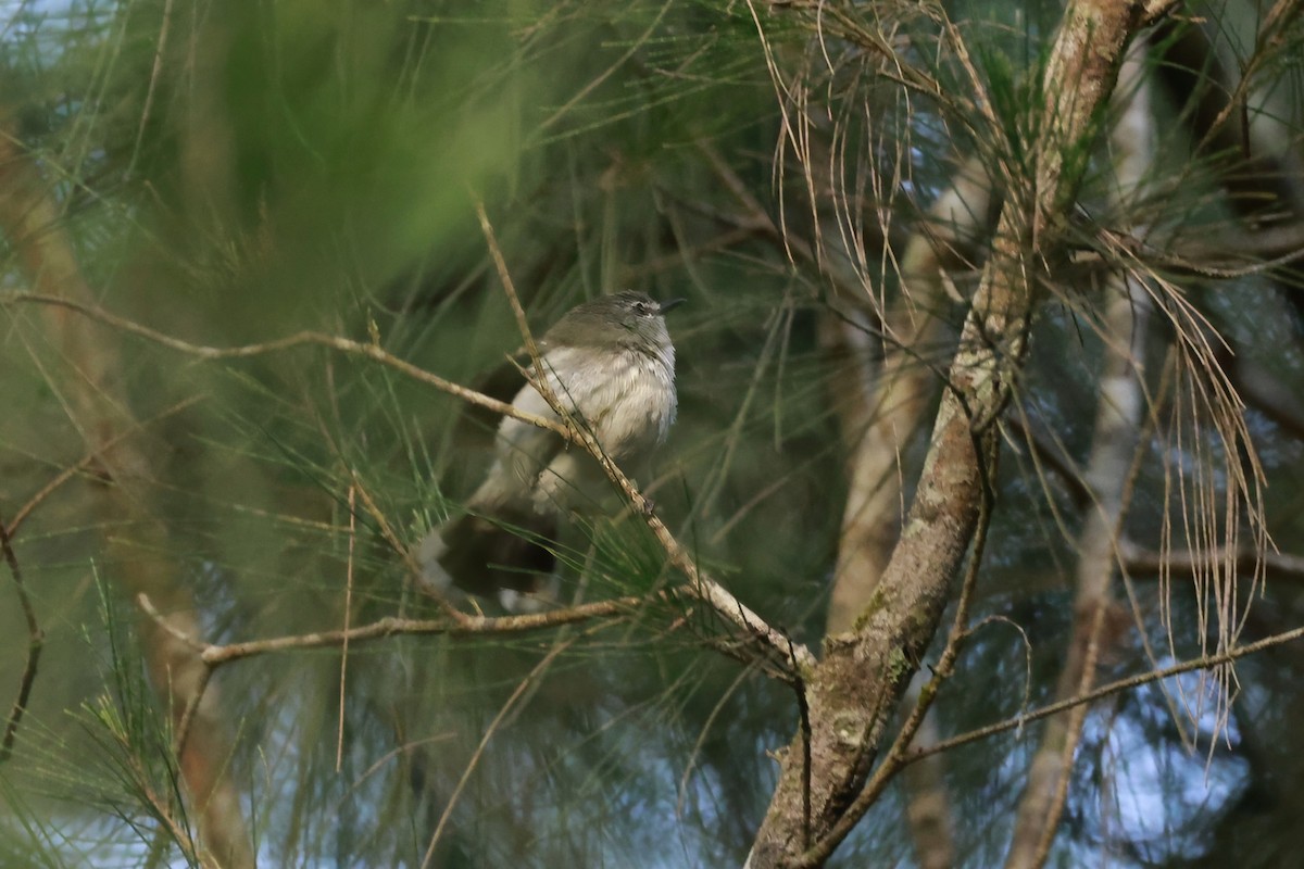 Brown Gerygone - ML646585964