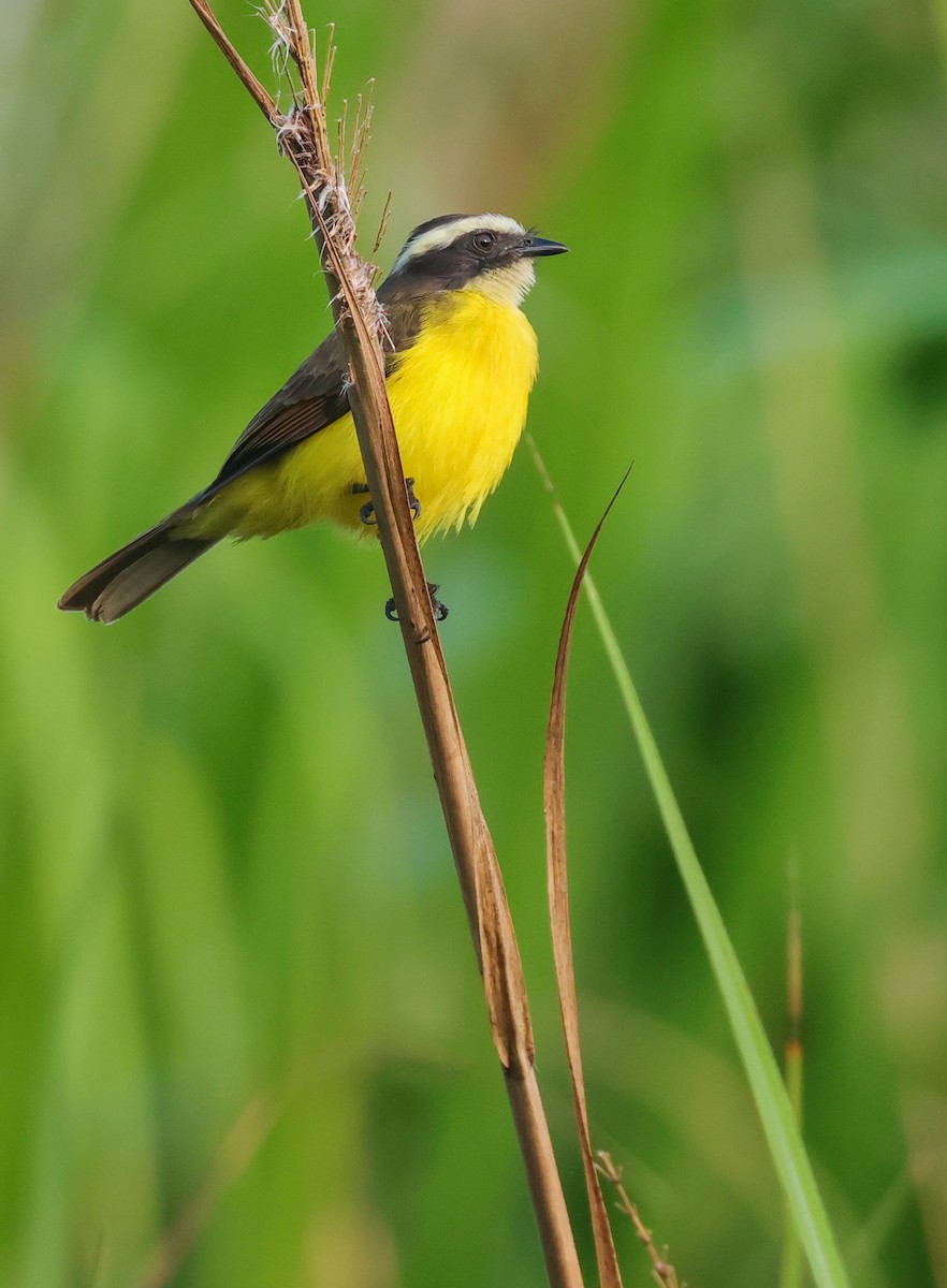 Rusty-margined Flycatcher - ML646585968