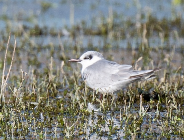 Whiskered Tern - ML646585969