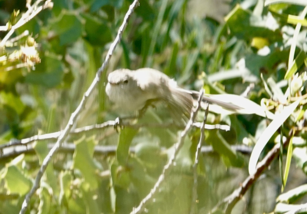 Western Gerygone - ML646585972