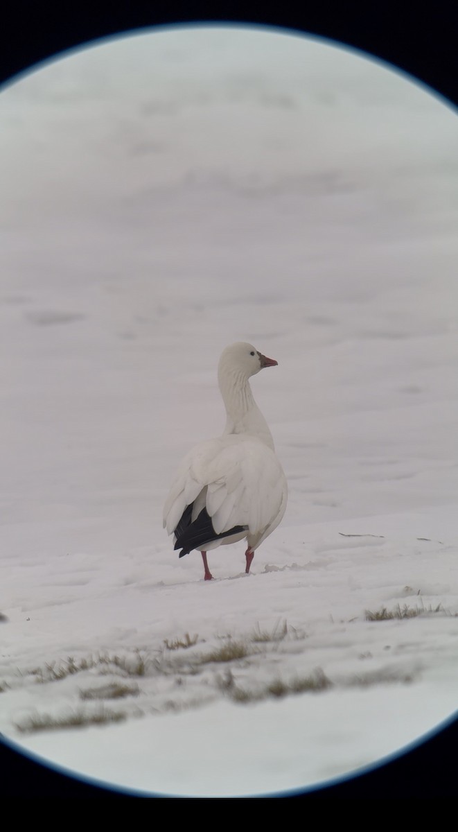 Ross's Goose - ML646585974