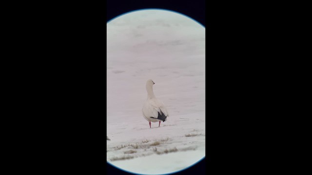 husa bělostná - ML646585976