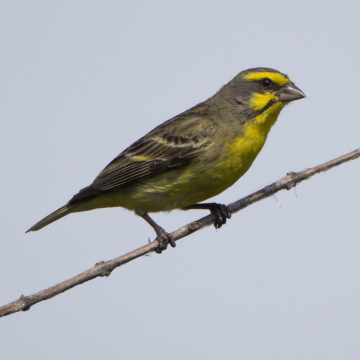 黃額絲雀 - ML646585977