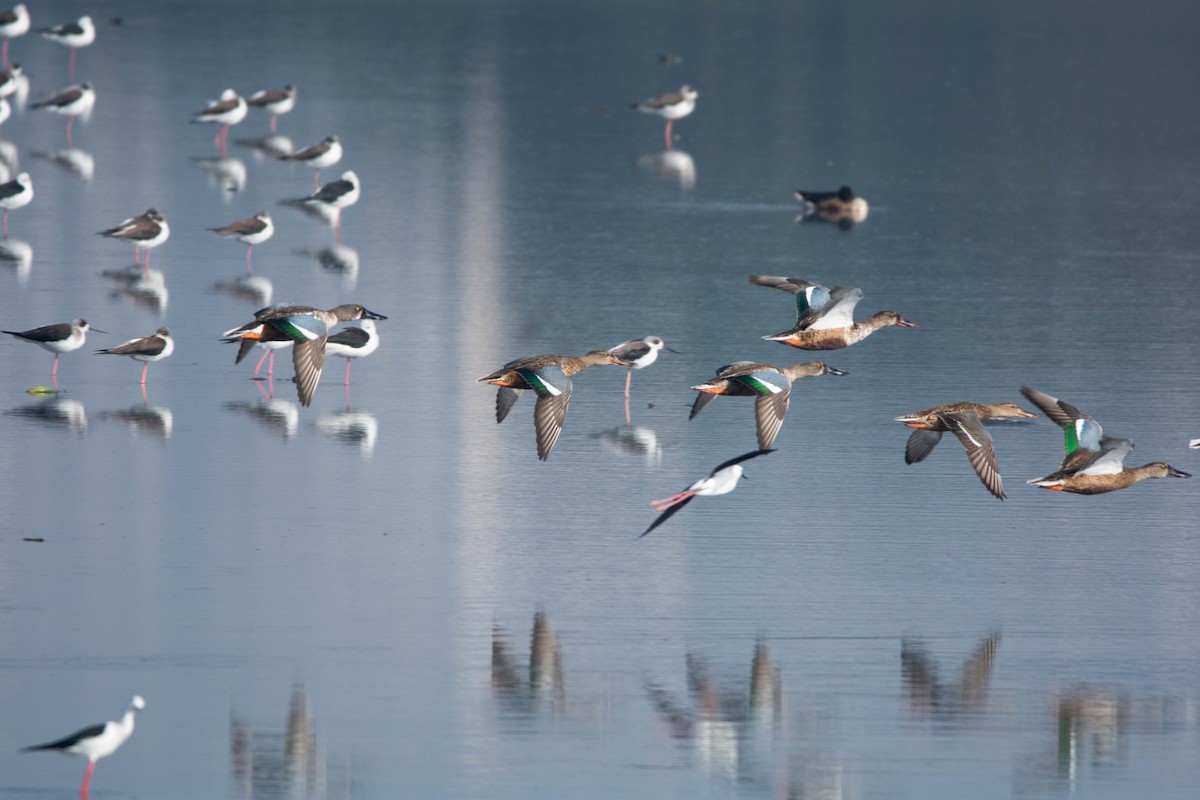 lžičák pestrý - ML646585980