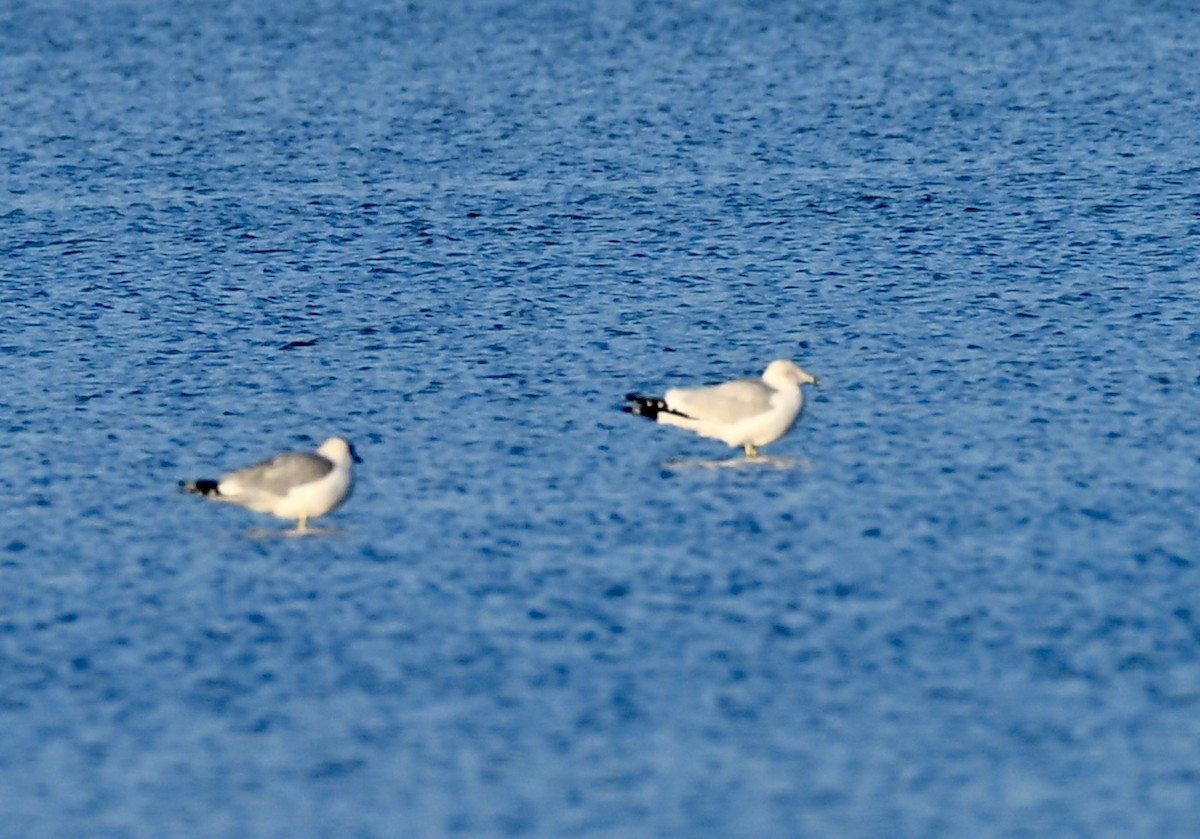 racek kroužkozobý - ML646585981