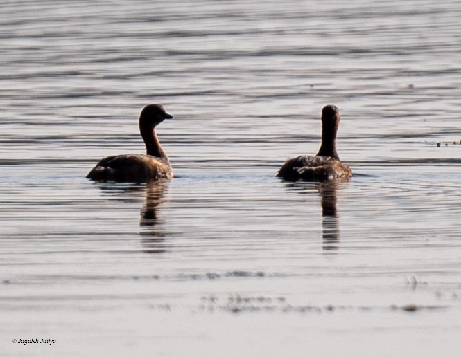 Little Grebe - ML646585983