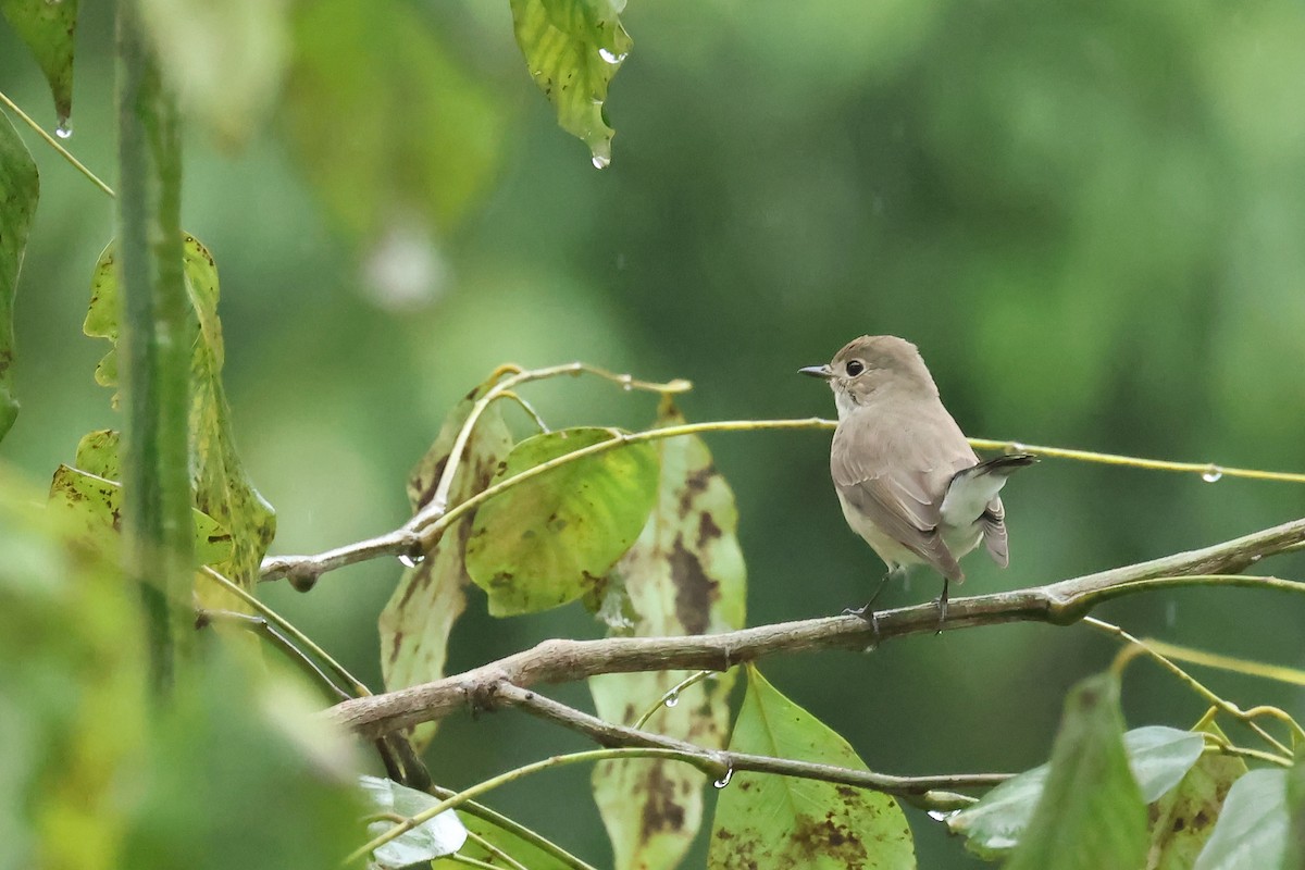 Taiga Flycatcher - ML646585988